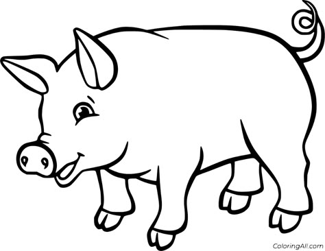 Pig Rearing